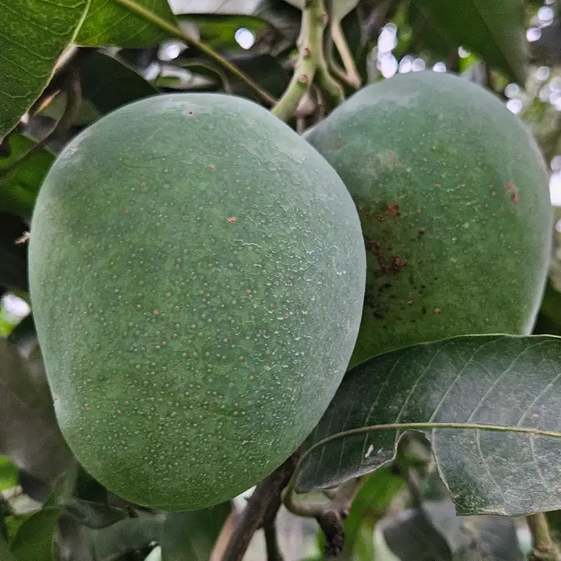 Himsagor Mango-10 kg